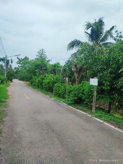 ขายที่ดินสวนส้มโอ 3ไร่ 1งาน อำเภอบางคนที จังหวัดสมุทรสงคราม ที่สวย หน้ากว้างติดถนน