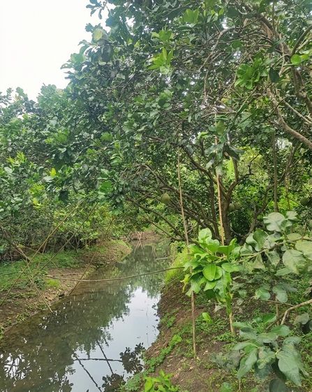 ขายที่ดินสวนส้มโอ 3ไร่ 1งาน อำเภอบางคนที จังหวัดสมุทรสงคราม ที่สวย หน้ากว้างติดถนน รูปที่ 3