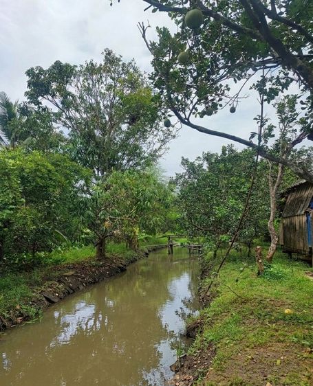 ขายที่ดินสวนส้มโอ 3ไร่ 1งาน อำเภอบางคนที จังหวัดสมุทรสงคราม ที่สวย หน้ากว้างติดถนน รูปที่ 2