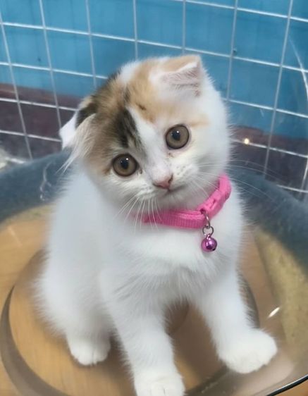 ดญ.สก็อตติชลองแฮร์ รูปที่ 3