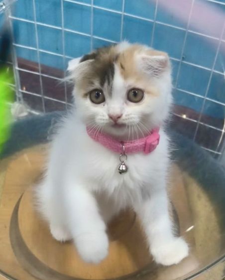 ดญ.สก็อตติชลองแฮร์ รูปที่ 4