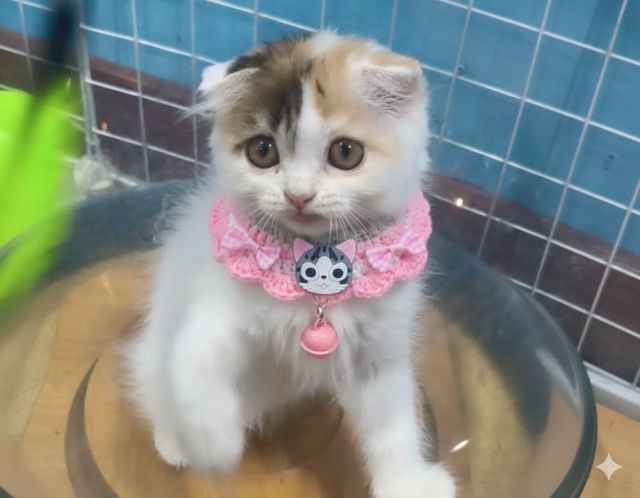 ดญ.สก็อตติชลองแฮร์ รูปที่ 2