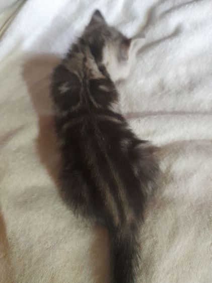 เหมาลูกสก๊อตชอตแฮร์แถมแม่ให้ดว่นจร้า รูปที่ 4