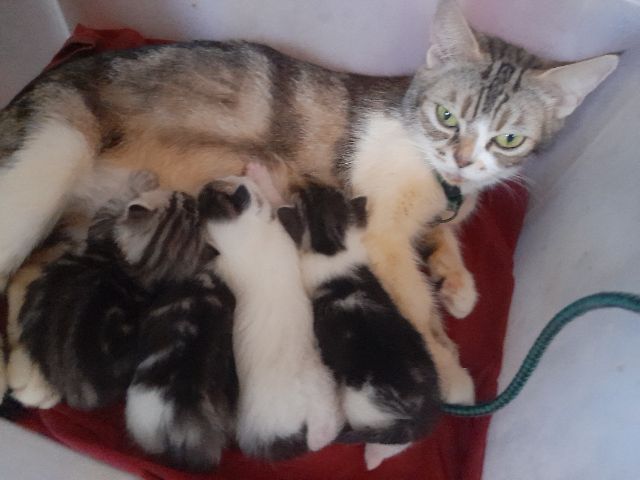 เหมาลูกสก๊อตชอตแฮร์แถมแม่ให้ดว่นจร้า