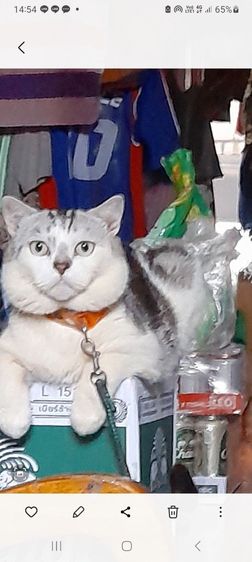 เหมาลูกสก๊อตชอตแฮร์แถมแม่ให้ดว่นจร้า รูปที่ 12