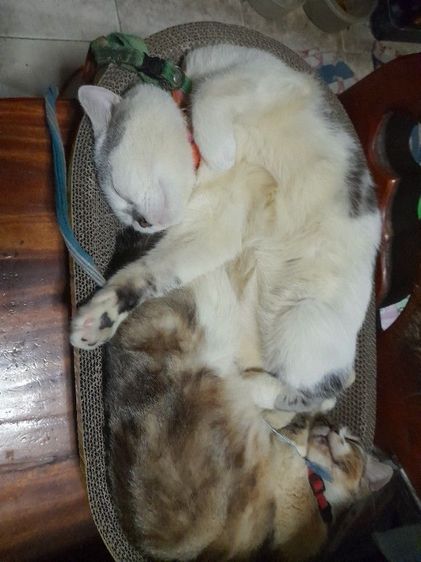 เหมาลูกสก๊อตชอตแฮร์แถมแม่ให้ดว่นจร้า รูปที่ 11