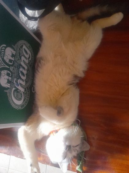 เหมาลูกสก๊อตชอตแฮร์แถมแม่ให้ดว่นจร้า รูปที่ 13