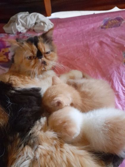 เหมาลูกสก๊อตชอตแฮร์แถมแม่ให้ดว่นจร้า รูปที่ 18