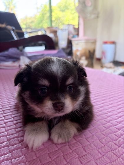 ชิวาว่า สีช็อค เพศผู้ ตามตำรา รูปที่ 6