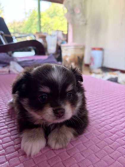 ชิวาว่า สีช็อค เพศผู้ ตามตำรา รูปที่ 8