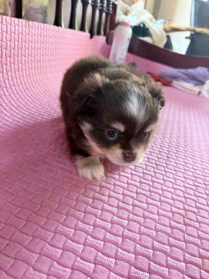 ชิวาว่า สีช็อค เพศผู้ ตามตำรา รูปที่ 12