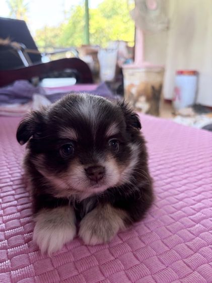 ชิวาว่า สีช็อค เพศผู้ ตามตำรา รูปที่ 7