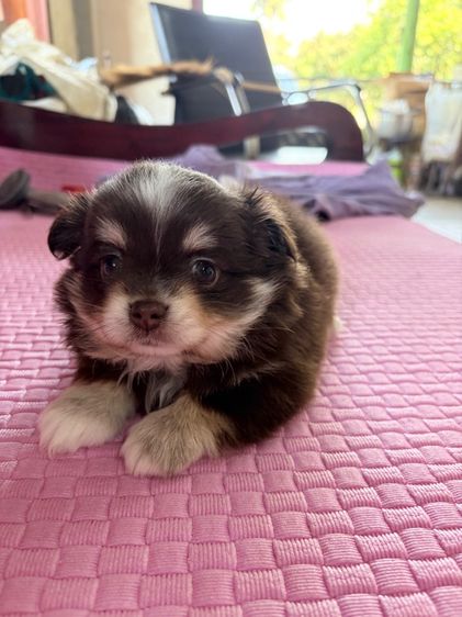 ชิวาว่า สีช็อค เพศผู้ ตามตำรา รูปที่ 2