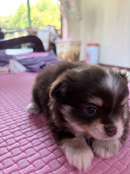 ชิวาว่า สีช็อค เพศผู้ ตามตำรา รูปที่ 10