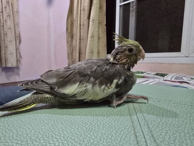 นกบ้าน ป้อนเอง สะอาด รูปที่ 14