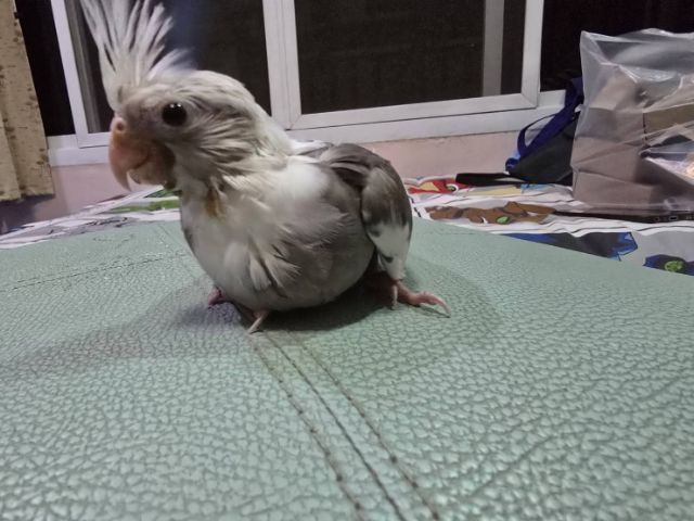 นกบ้าน ป้อนเอง สะอาด รูปที่ 12