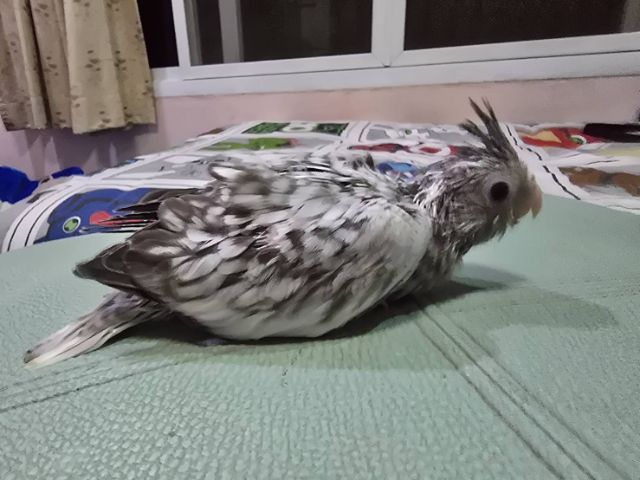 นกบ้าน ป้อนเอง สะอาด รูปที่ 6