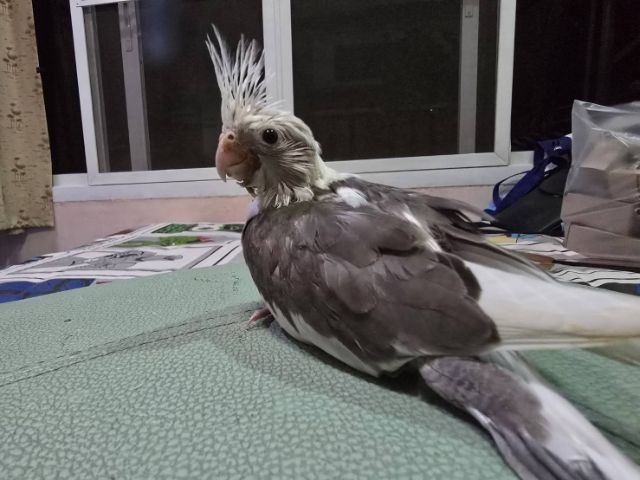 นกบ้าน ป้อนเอง สะอาด รูปที่ 11