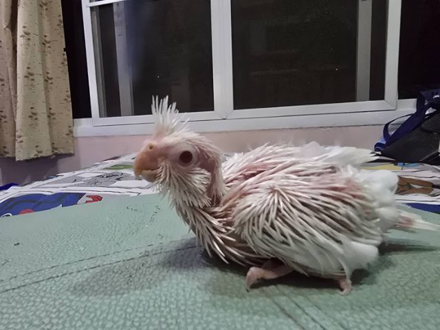 นกบ้าน ป้อนเอง สะอาด รูปที่ 5