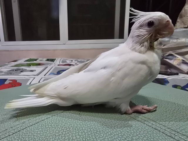 นกบ้าน ป้อนเอง สะอาด รูปที่ 2