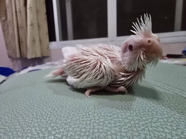 นกบ้าน ป้อนเอง สะอาด รูปที่ 7