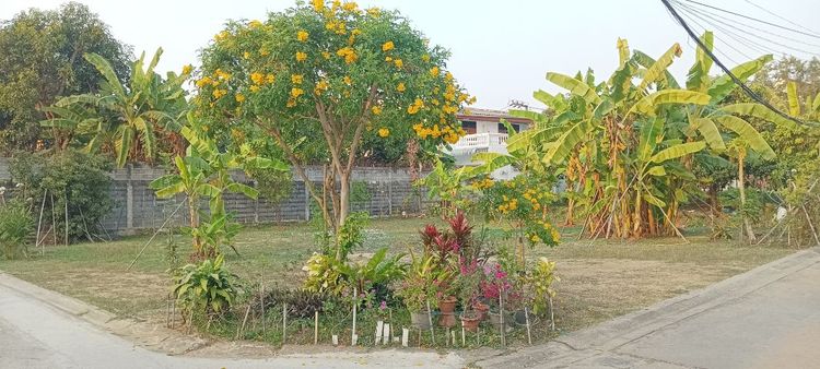 ใช่ ที่ดินถมแล้ว ให้เช่า  รูปที่ 4