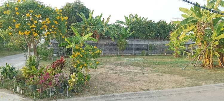 ใช่ ที่ดินถมแล้ว ให้เช่า  รูปที่ 3