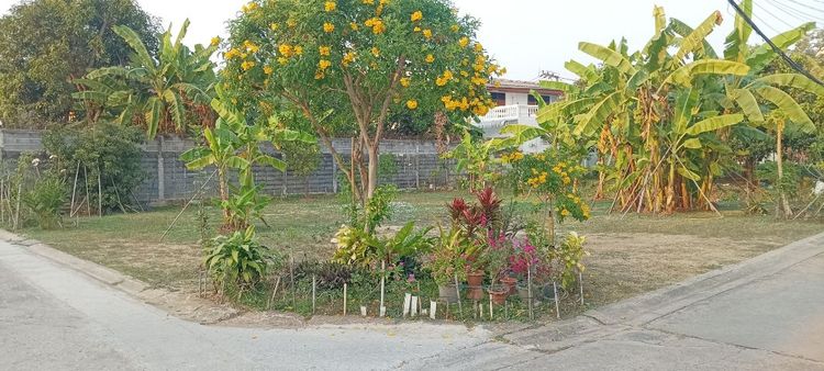 ใช่ ที่ดินถมแล้ว ให้เช่า  รูปที่ 2