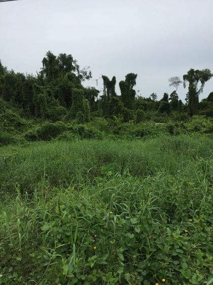 ใช่ ขายที่ดินปากน้ำชุมพร รูปที่ 3