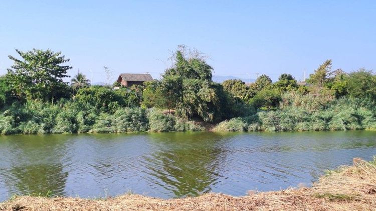 ไม่ใช่ ติดแม่น้ำปิงติดถนนสองด้าน ใกล้วัดพระธาตุดอยหล่อ เจ้าของขายเองสวนลำไยบ้านวังผาง อ. เวียงหนองล่อง จ.ลำพูน รูปที่ 3