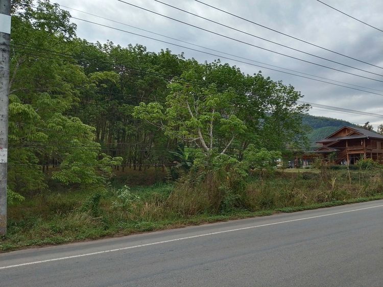 สวนยาง พร้อมกรีด รูปที่ 4