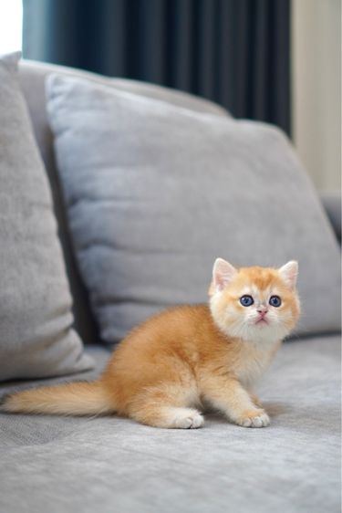 บริติช ชอร์ตแฮร์ (British Shorthair) เด็กหญิง ชี้อ้อน 