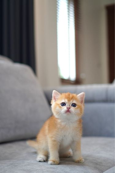 เด็กหญิง ชี้อ้อน  รูปที่ 5