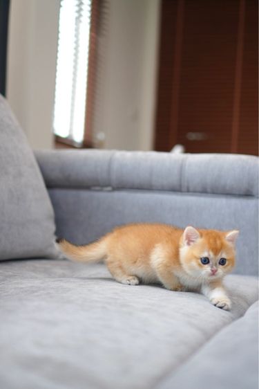 เด็กหญิง ชี้อ้อน  รูปที่ 2