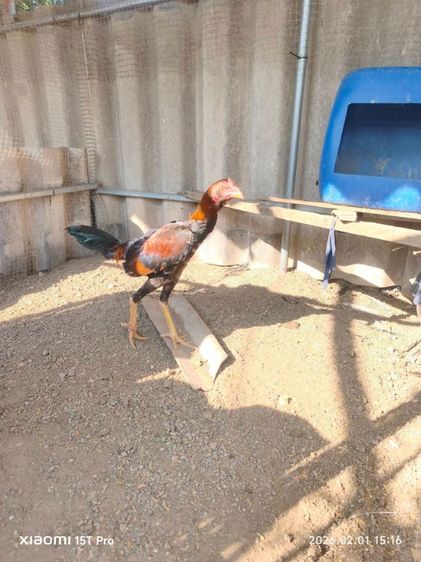 ไก่ชน รูปที่ 5