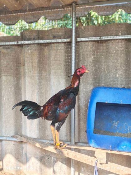 ไก่ชน รูปที่ 4