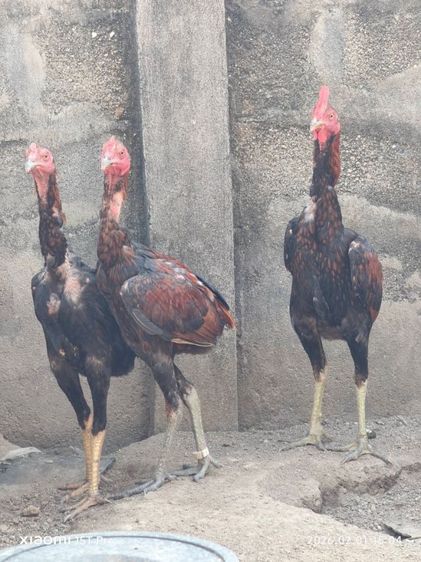 ไก่ชน รูปที่ 3