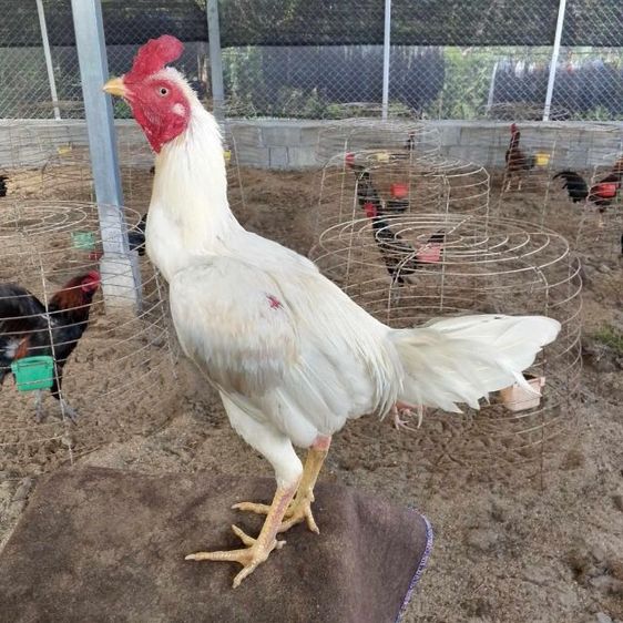 ไก่ชน รูปที่ 6