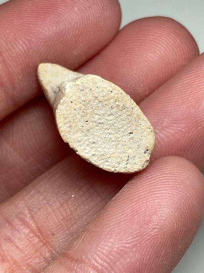 นกสาริกาเนื้อผง รูปที่ 4