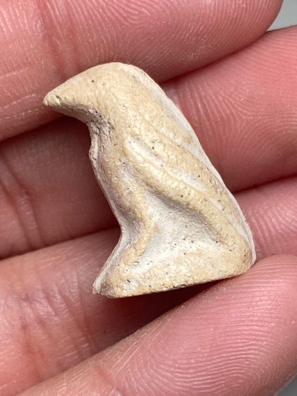 นกสาริกาเนื้อผง รูปที่ 2