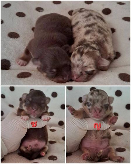 เปิดจองชิวาวาขนยาวแท้