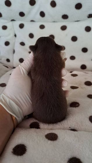 เปิดจองชิวาวาขนยาวแท้ รูปที่ 6