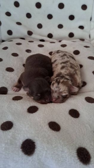 เปิดจองชิวาวาขนยาวแท้ รูปที่ 8