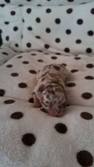 เปิดจองชิวาวาขนยาวแท้ รูปที่ 2