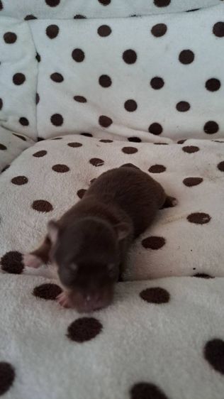 เปิดจองชิวาวาขนยาวแท้ รูปที่ 7