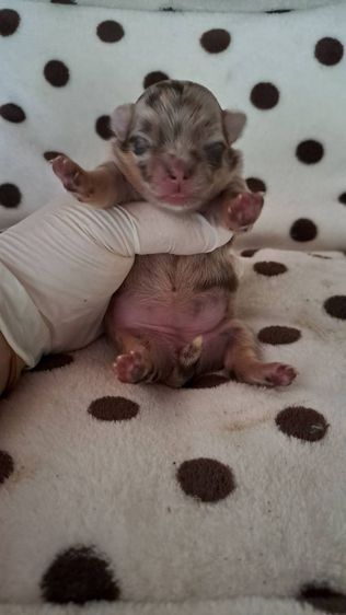 เปิดจองชิวาวาขนยาวแท้ รูปที่ 4