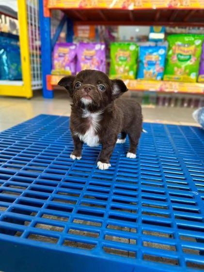 ชิวาวาแท้ขนยาว