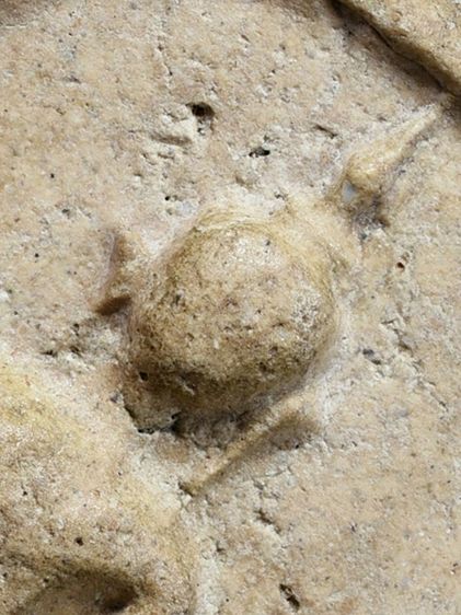 พระบ้าน ให้เช่า พระสมเด็จวัดระฆัง พิมพ์เกศบัวตูม เพิ่งแกะจากกรอบ รูปที่ 3