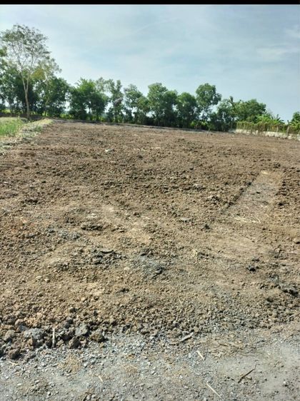 ให้เช่าที่ดินทำการเกษตร หรือขาย