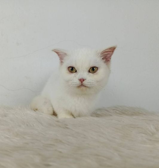 5.แมวมันช์กิ้น เพศเมีย Munchkin Cat Female 